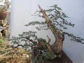 草莓树修剪技巧有哪些，如何正确剪枝以保证草莓生长和产量