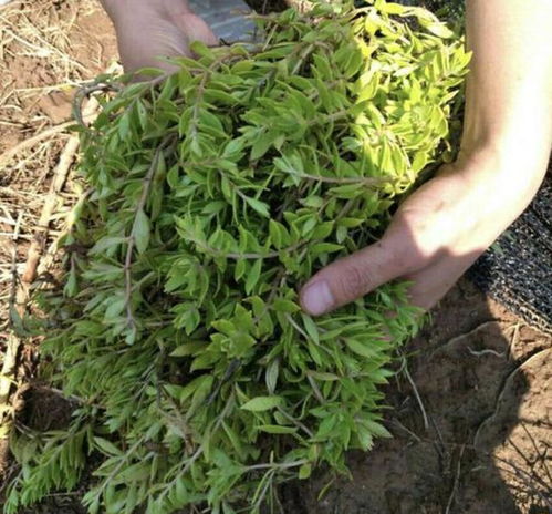 种根繁殖：猫爪草的种植方法