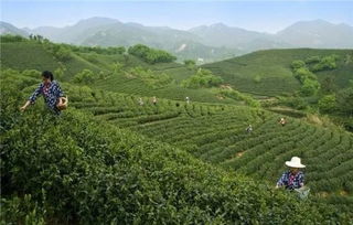 茶叶种植时如何采用高效管理技术，促进新栽茶叶快速生根