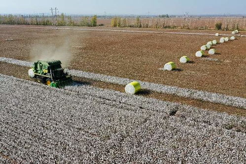 橡树种植的新政和商机