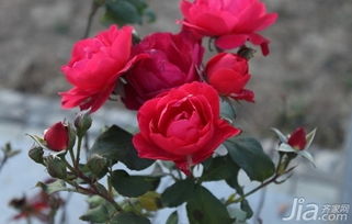 月季花繁殖的蕞佳时机