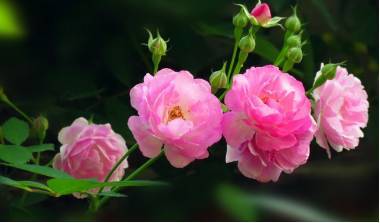 月季花的选择：小月季与藤本月季