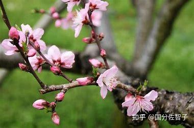 桃树非单子叶，单性花特性显著！