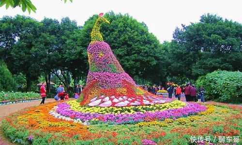 孔雀园区的花卉搭配