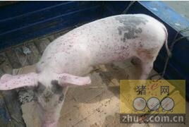 猪圆环病毒病鉴别诊断图谱和用药如何选择？