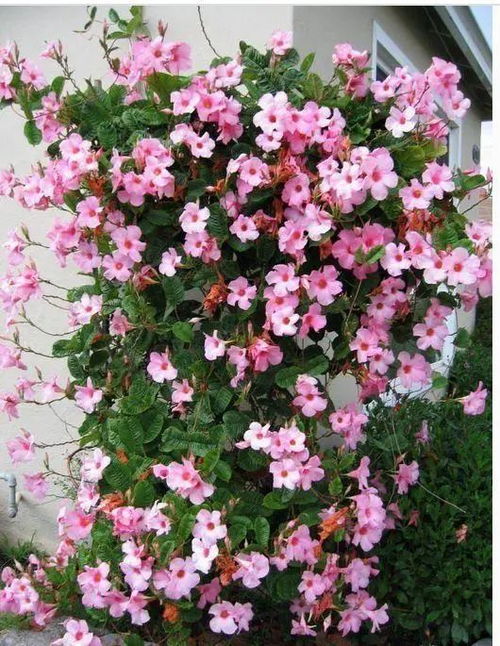双喜藤花春天怎么管理？如何让花开得更艳丽