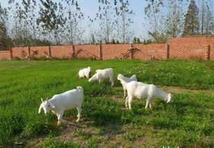 羊吃农药后的症状