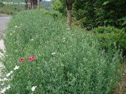 野花组合的生命力与适应力