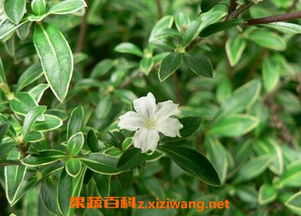 丁香花最佳扦插时间是什么时候？有没有什么特别需要注意的技巧