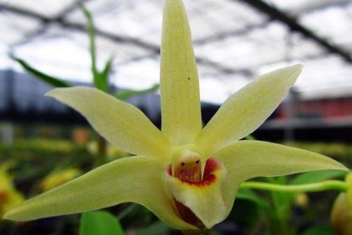 春石斛开花，错过春节怎么办？