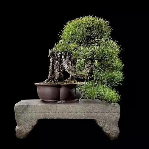 黑松景观树的美丽风景