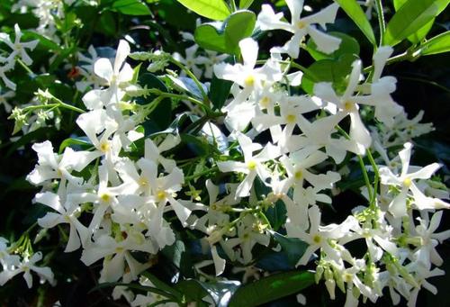 秋天种植，花儿等风来