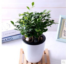 驱蚊植物种什么好？这些植物一定别错过