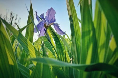 栽植细节，别马虎
