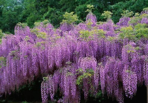 紫藤品种，真的嫩四季开花吗？