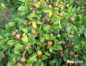 文冠果开花后如何留果？果实成熟后