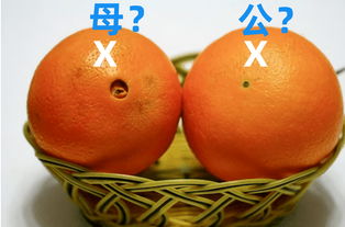 脐橙嫁接后多久可以打农药?
