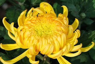 秋天 金黄季节的花朵盛宴