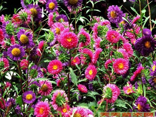 翠菊：耐寒耐旱， 花期长
