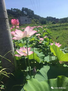 荷花种植方法，如何在家轻松养出美丽荷花