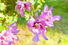 美女樱：秋天的粉嫩佳人