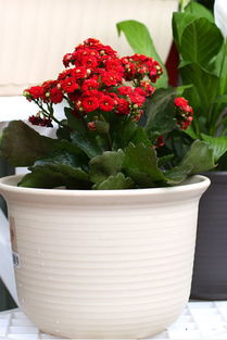 盆栽绿萝月季多肉选花盆，大小如何配对植物习性？