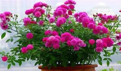 水肥管理，别大意