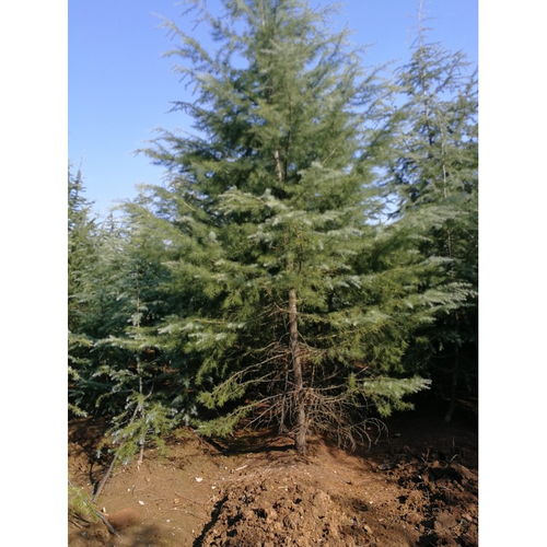 南京雪松基地：藏匿在绿意中的神秘之地