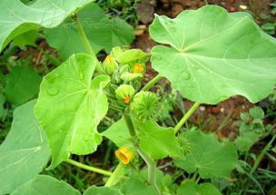 探寻神奇农药：封闭苘麻生长的秘密