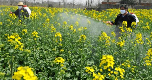 乙草胺在油菜田的使用