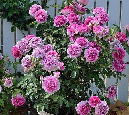 月季花， 美丽的使者