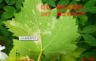 试验比较11种杀菌剂，哪种效果Zui佳？