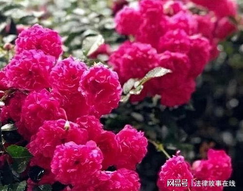 甜蜜红木香花如何养护才能绽放更美