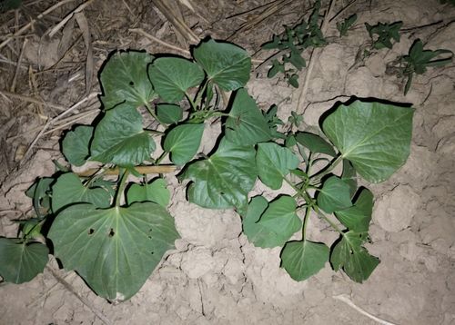 种植红薯最适合使用什么肥料？哪种肥料能促进红薯生长