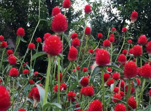 优雅花草名字， 聆听大自然声音