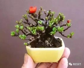 浇水技巧， 干湿交替