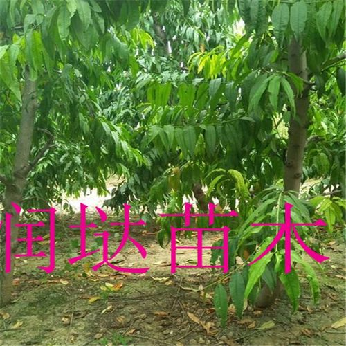 茄子种植，大棚内生长