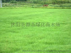 高羊茅：全嫩型草种