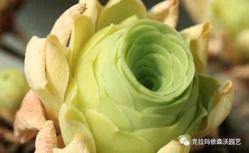 野玫瑰：美好寓意的象征