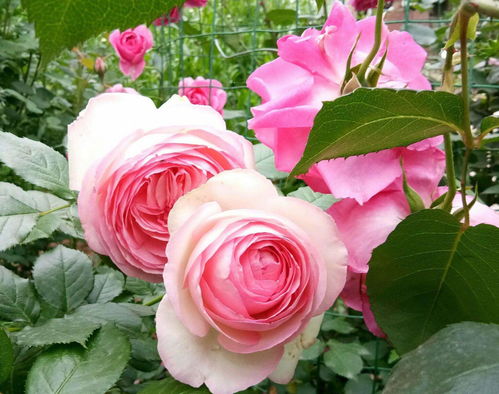 月光族，也有养花的权利