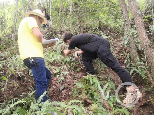 球形灌木的种植和维护