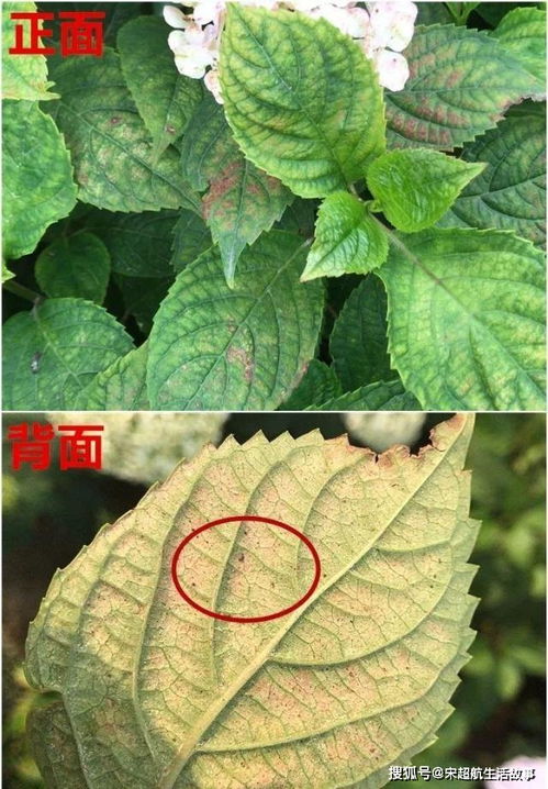 绣球鲜花蔫了怎么补救