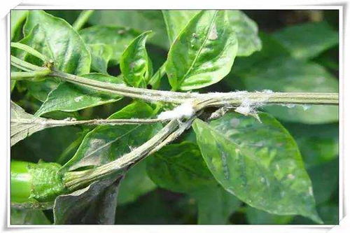 辣椒农药打效果Zui佳的生长阶段揭秘