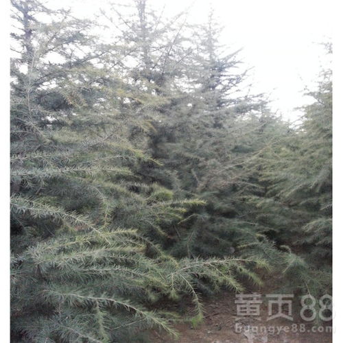 未几年雪松行情走势， 谁也说不准，但雪松不会那么容易跌下来