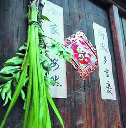 菖蒲的花色多种多样