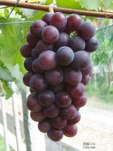 产品丰富：多种葡萄苗品种， 总有一款适合你