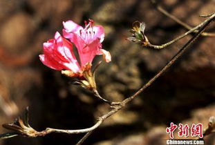 “还亮草花期3～5月，春日绽放
