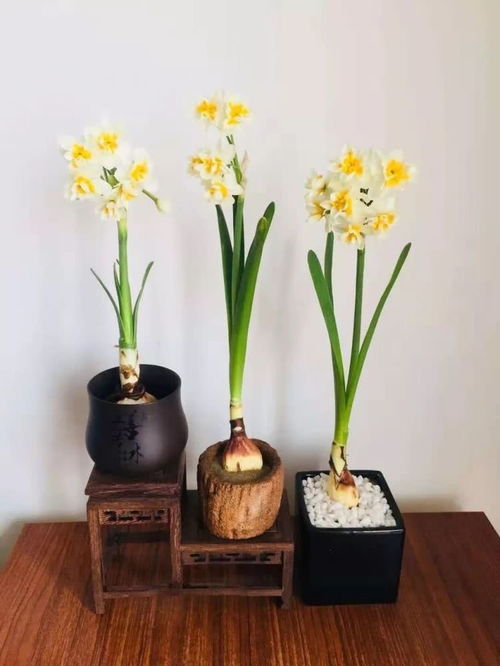 水培如意皇后花如何进行日常养护，才能保持其花朵鲜艳和生长旺盛
