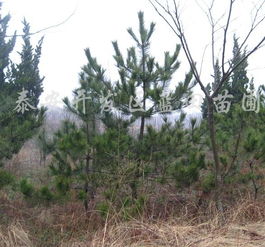 白皮松的市场价格：不同地区不同价