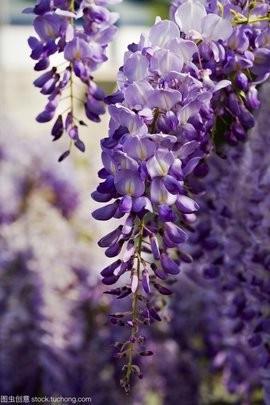 紫草：药材中的凉血高手